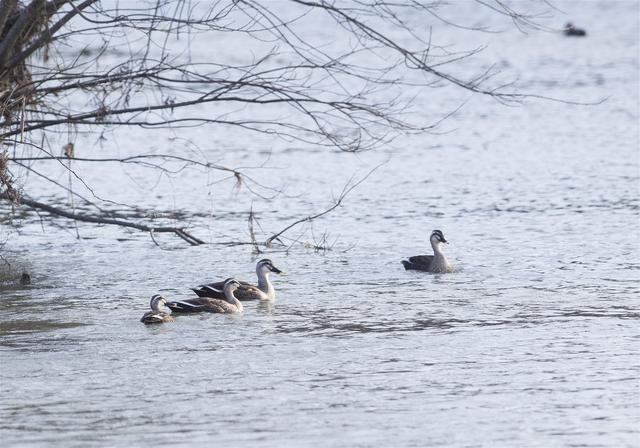 Anas poecilorhyncha(���륬��)�β���