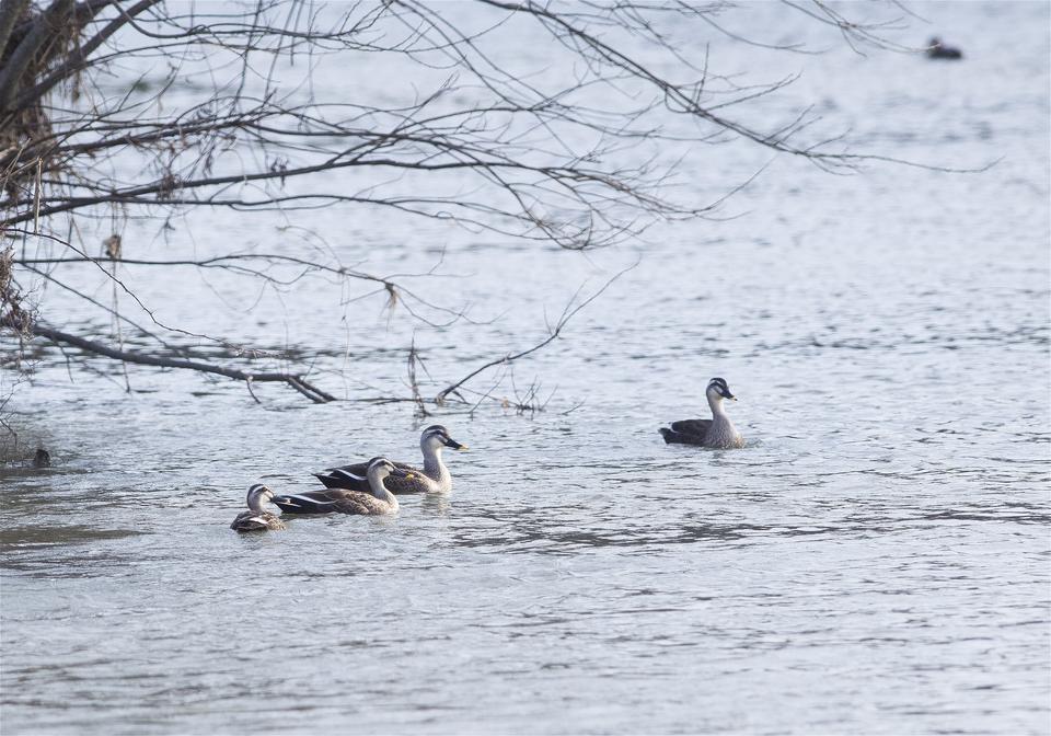 Anas poecilorhyncha(���륬��)�β���