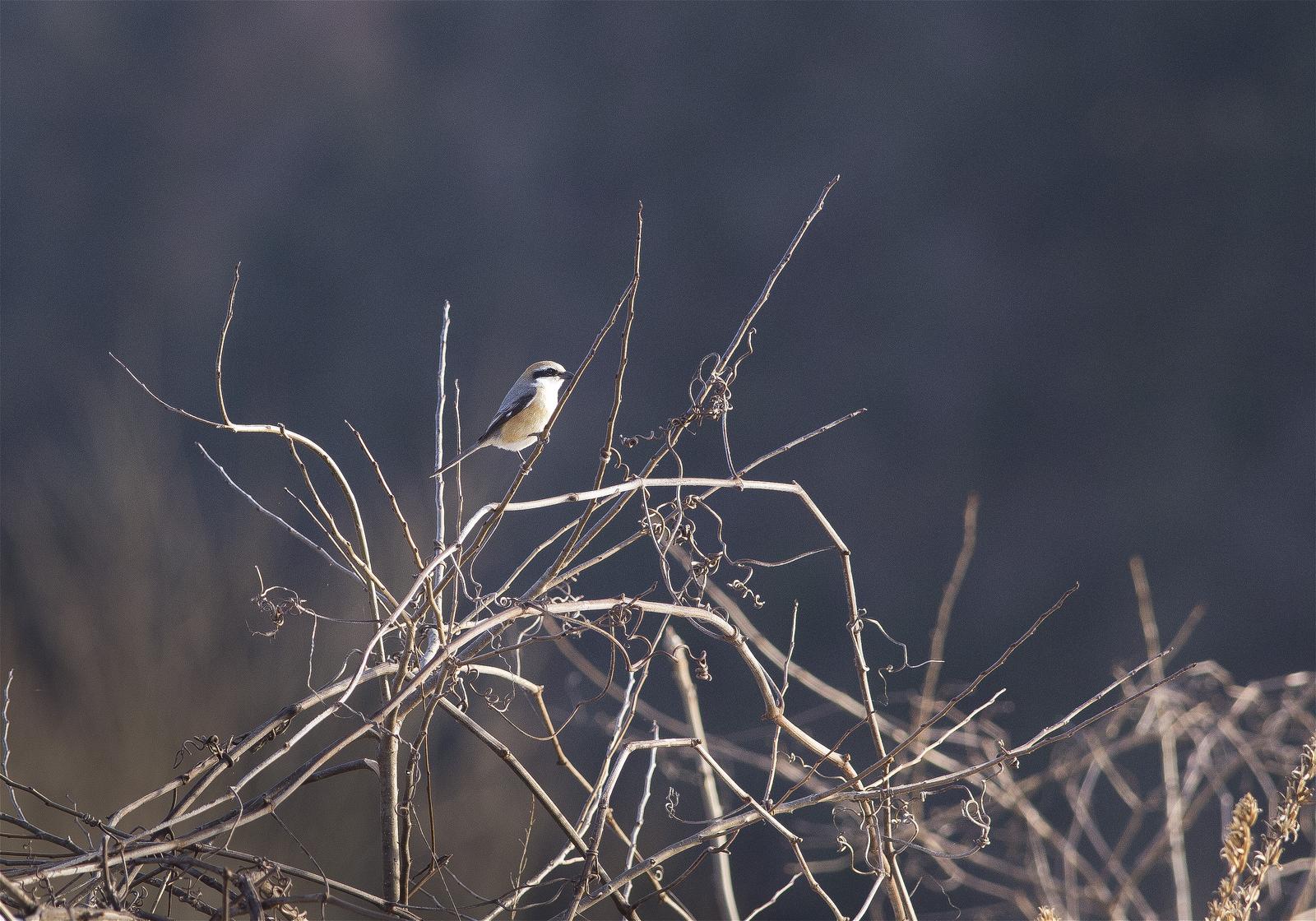 Lanius bucephalus(�⥺)�β���