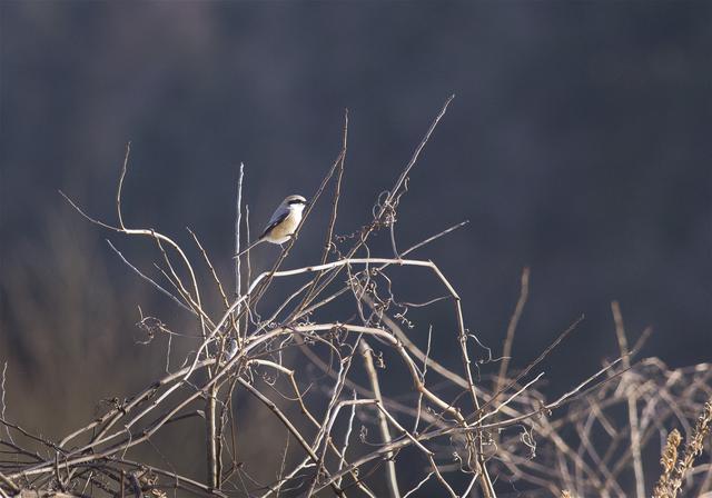 Lanius bucephalus(�⥺)�β���