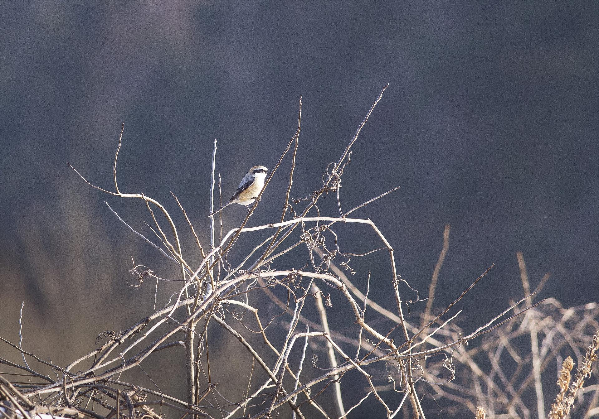 Lanius bucephalus(�⥺)�β���