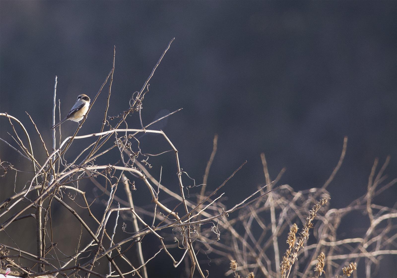 Lanius bucephalus(�⥺)�β���