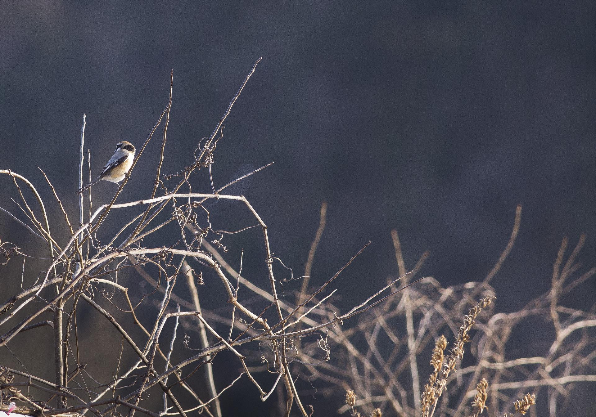 Lanius bucephalus(�⥺)�β���