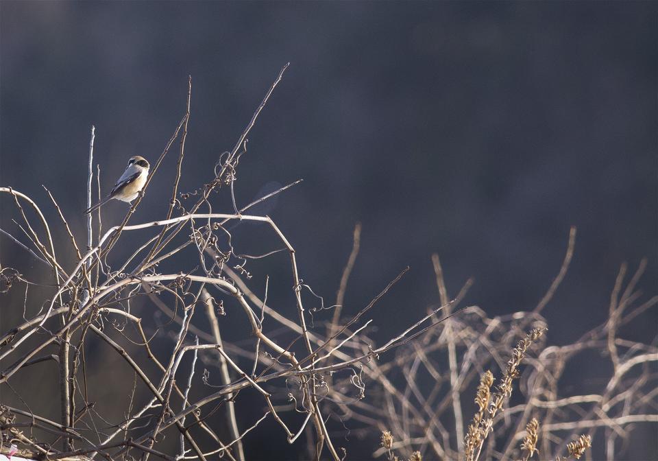 Lanius bucephalus(�⥺)�β���