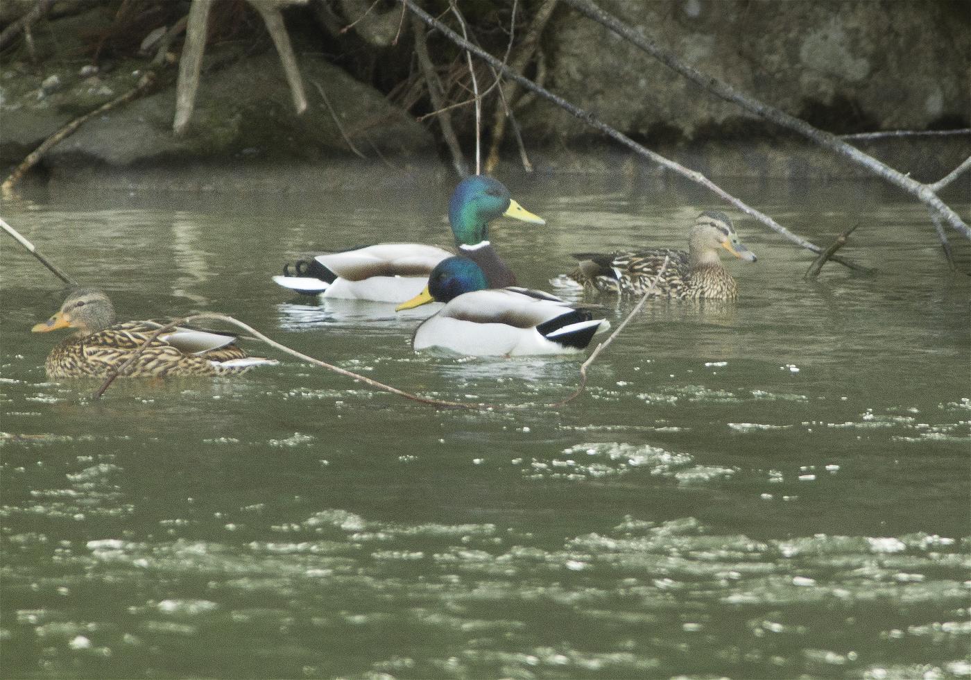 Anas platyrhynchos(�ޥ���)�β���