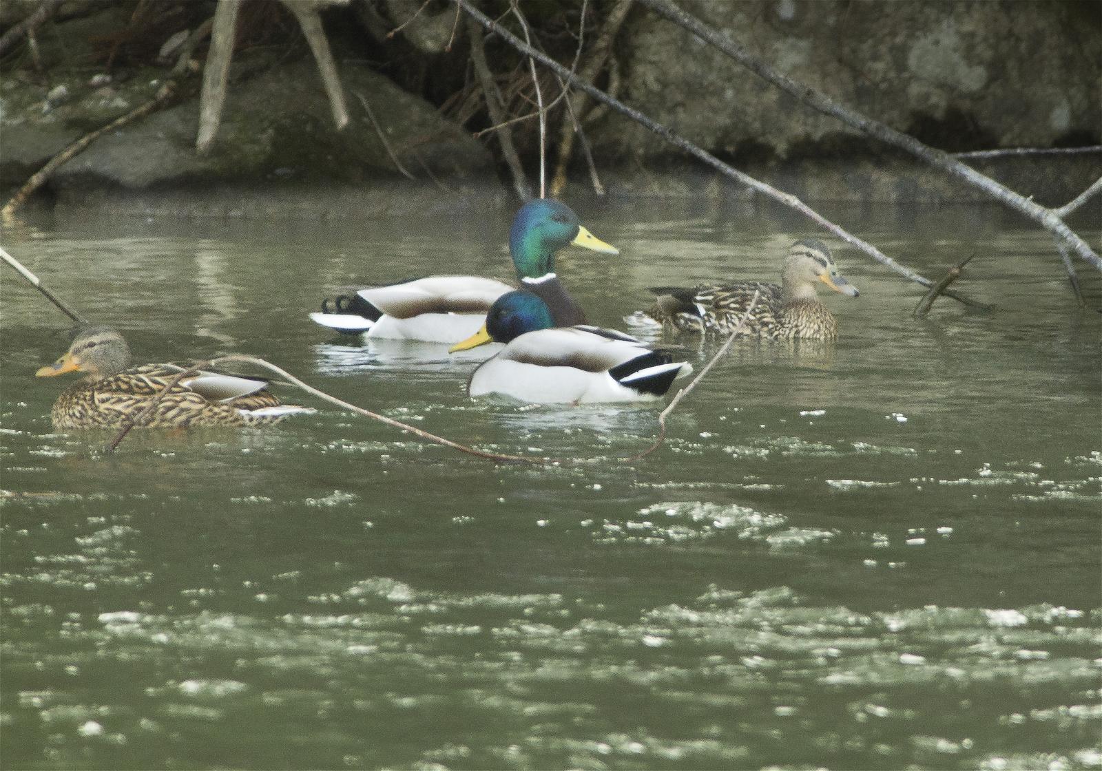 Anas platyrhynchos(�ޥ���)�β���