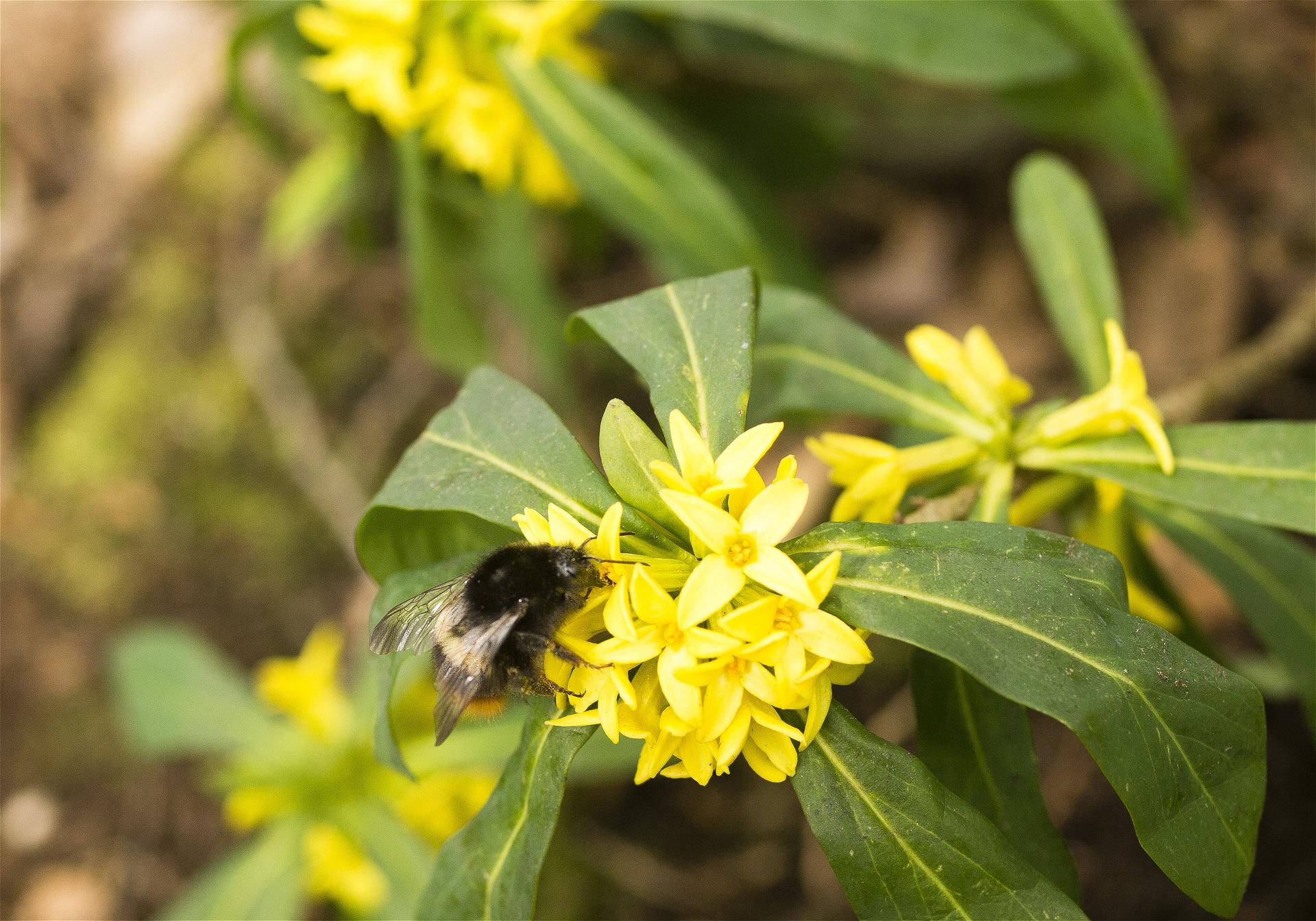 Bombus hypocrita(�����ޥ�ϥʥХ�) Daphne jezoensis(�ʥ˥梁)�β���
