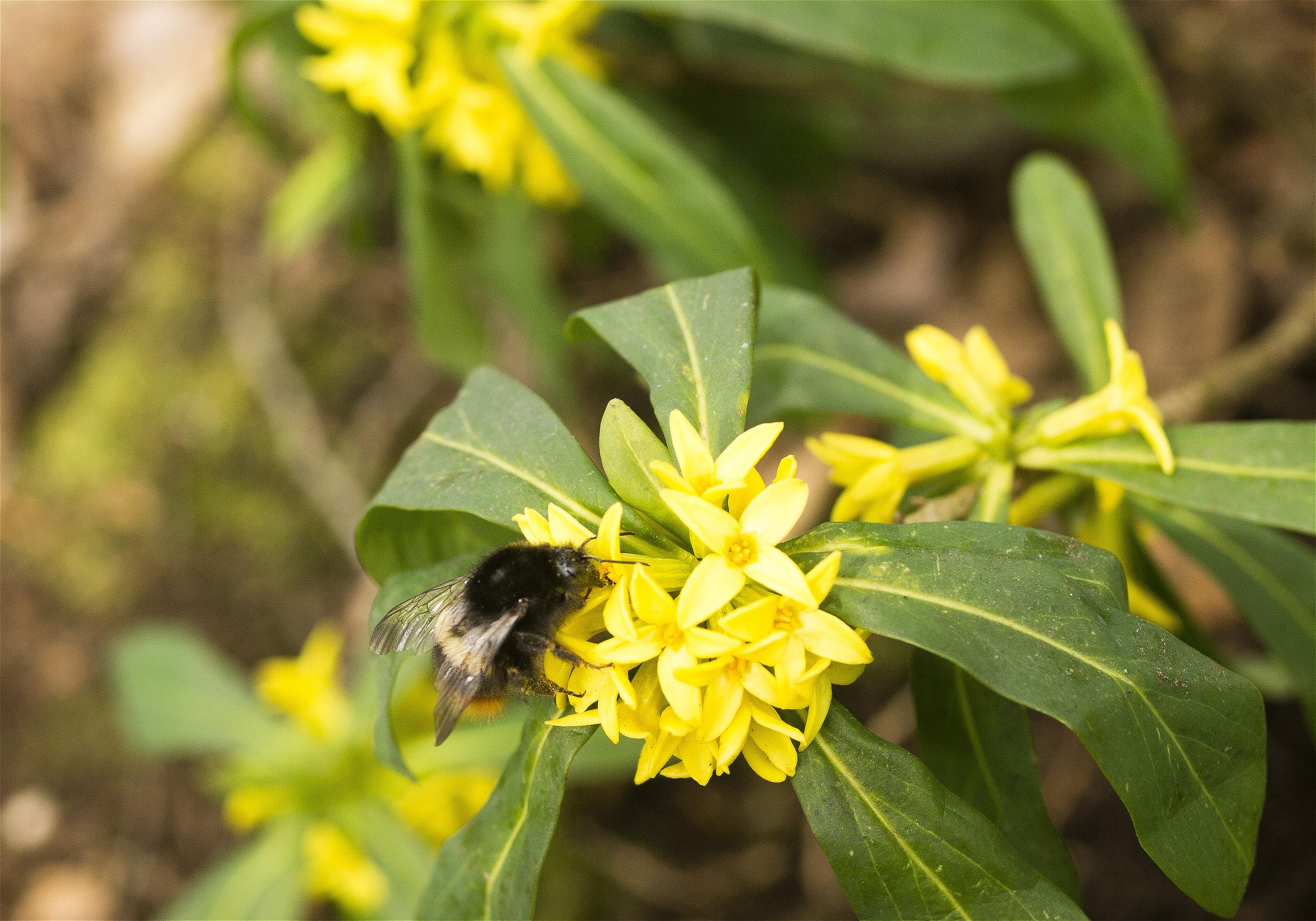 Bombus hypocrita(�����ޥ�ϥʥХ�) Daphne jezoensis(�ʥ˥梁)�β���