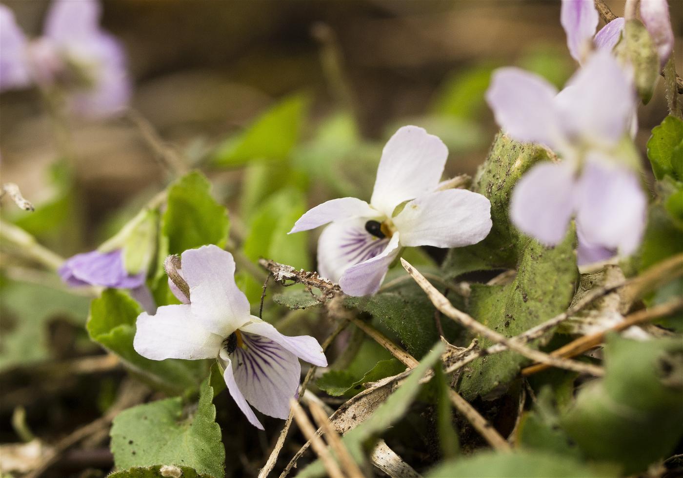 Viola grypoceras(�����ĥܥ��ߥ�)�β���