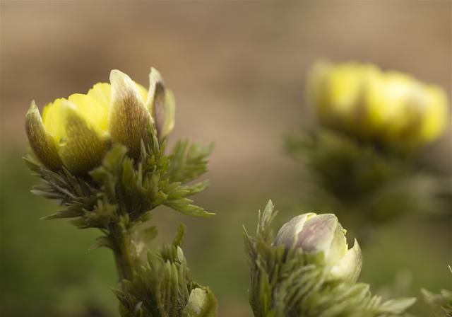 Adonis ramosa(�ե����好��)�β���