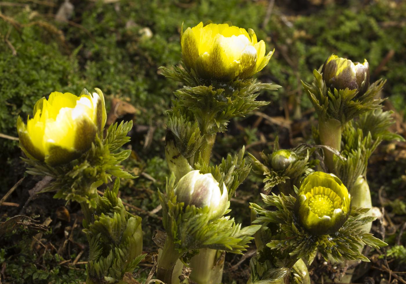 Adonis ramosa(�ե����好��)�β���