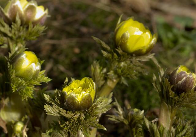 Adonis ramosa(�ե����好��)�β���