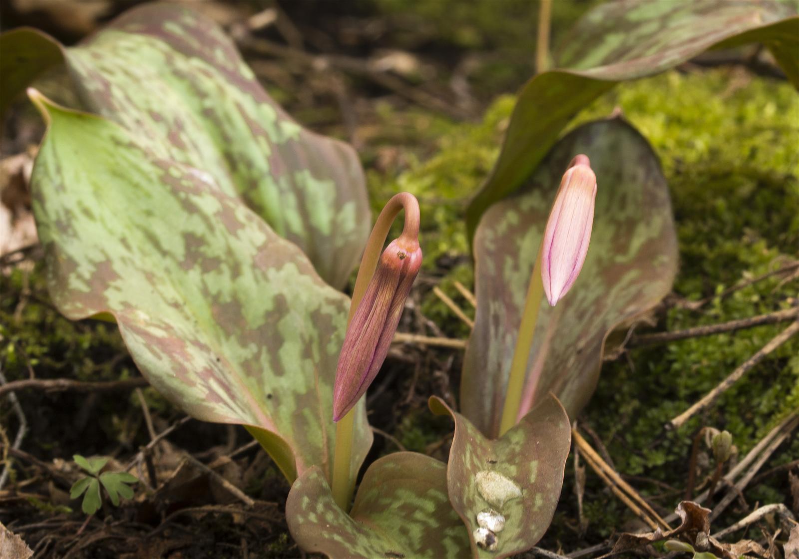 Erythronium japonicum(��������)�β���