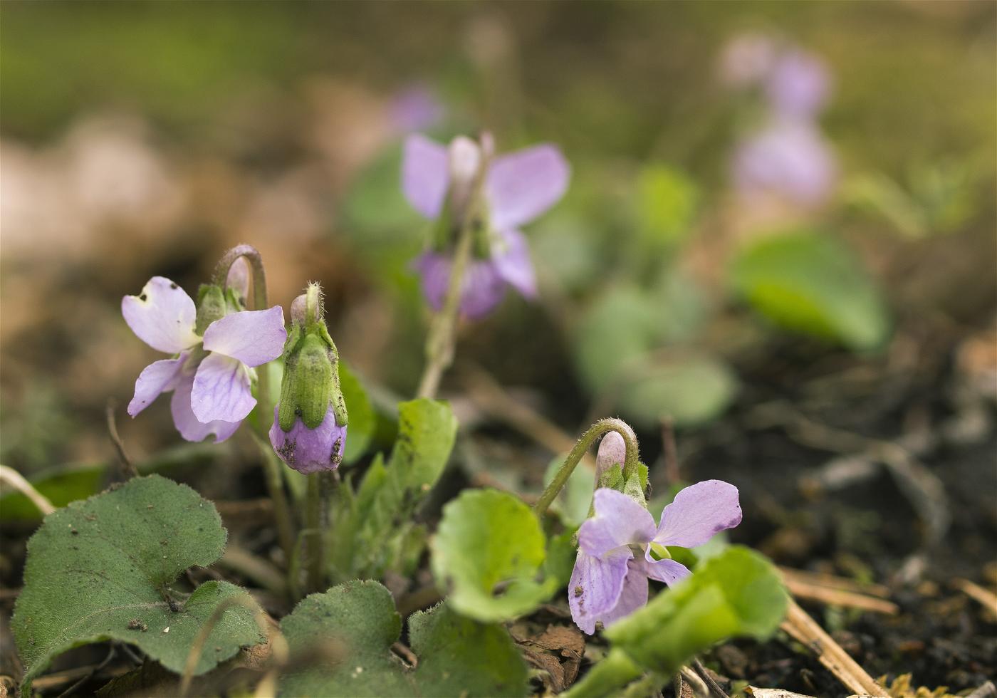 Viola grypoceras(�����ĥܥ��ߥ�)�β���