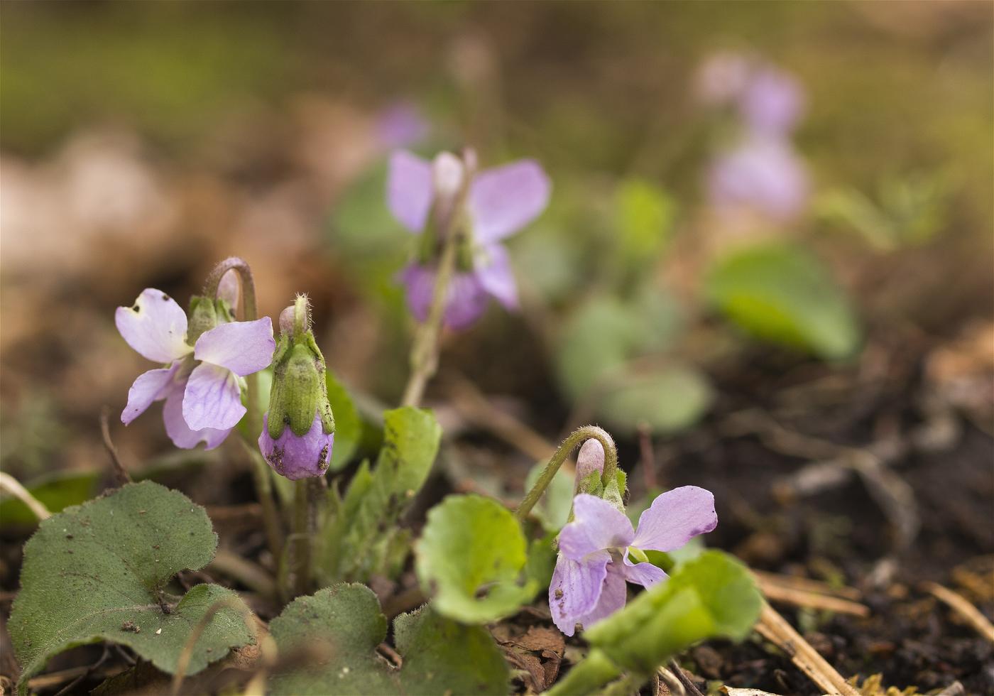 Viola grypoceras(�����ĥܥ��ߥ�)�β���