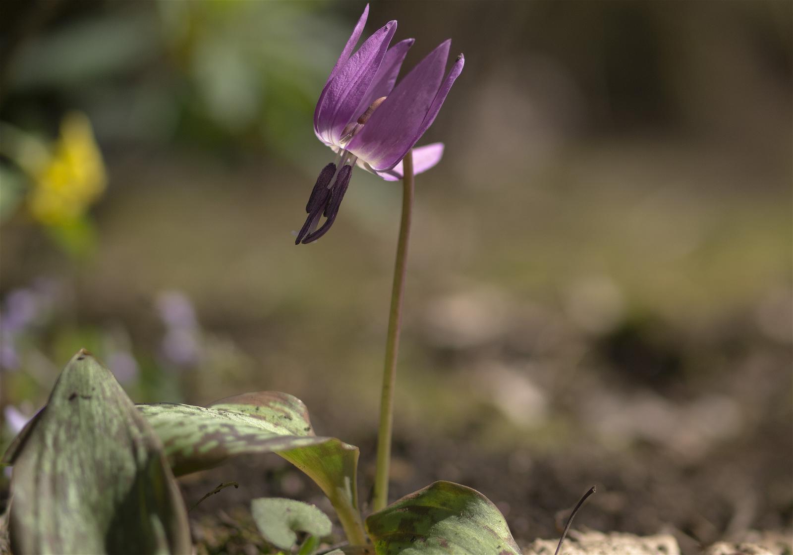 Erythronium japonicum(��������)�β���