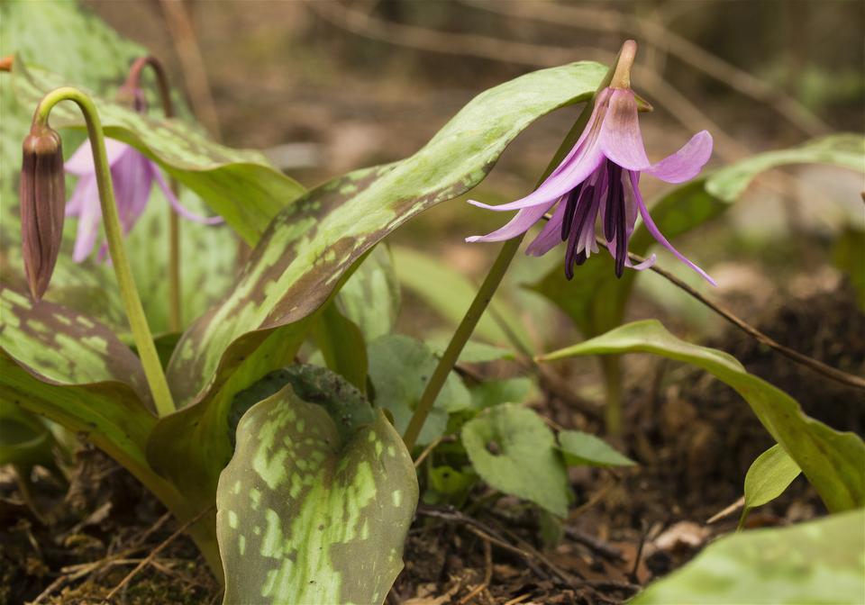 Erythronium japonicum(��������)�β���
