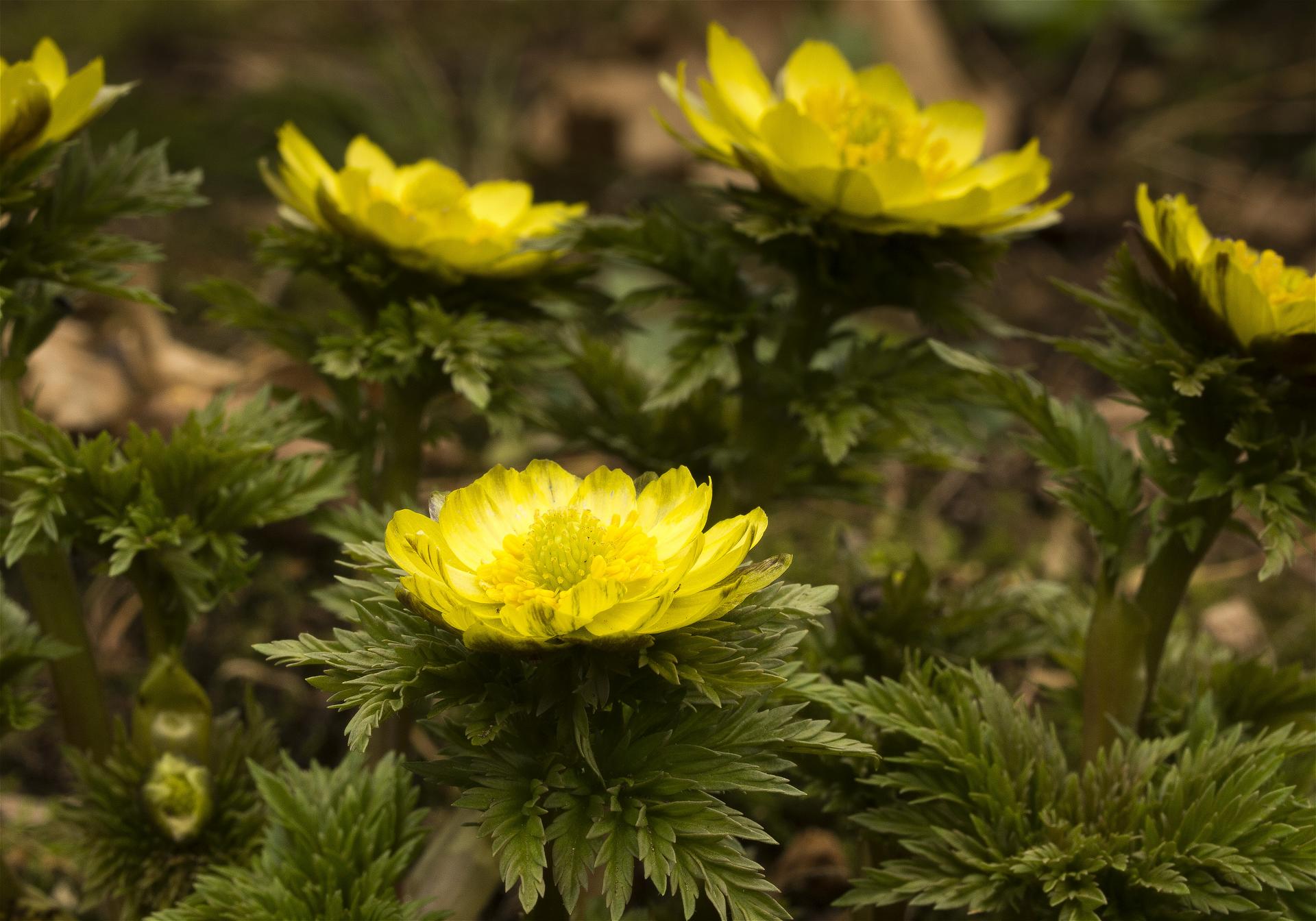 Adonis ramosa(�ե����好��)�β���