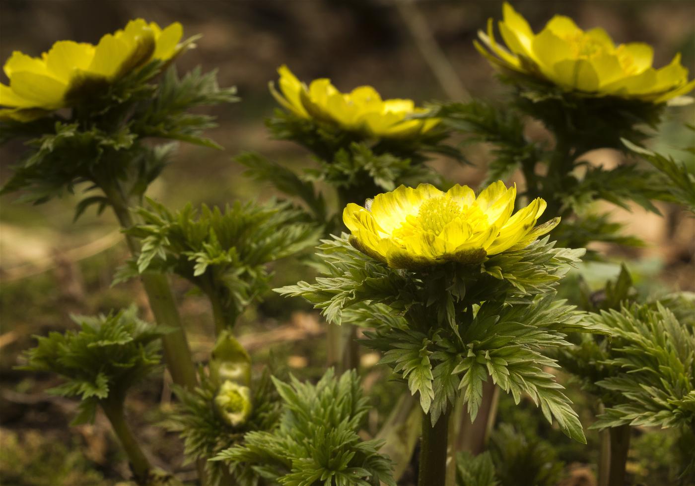 Adonis ramosa(�ե����好��)�β���