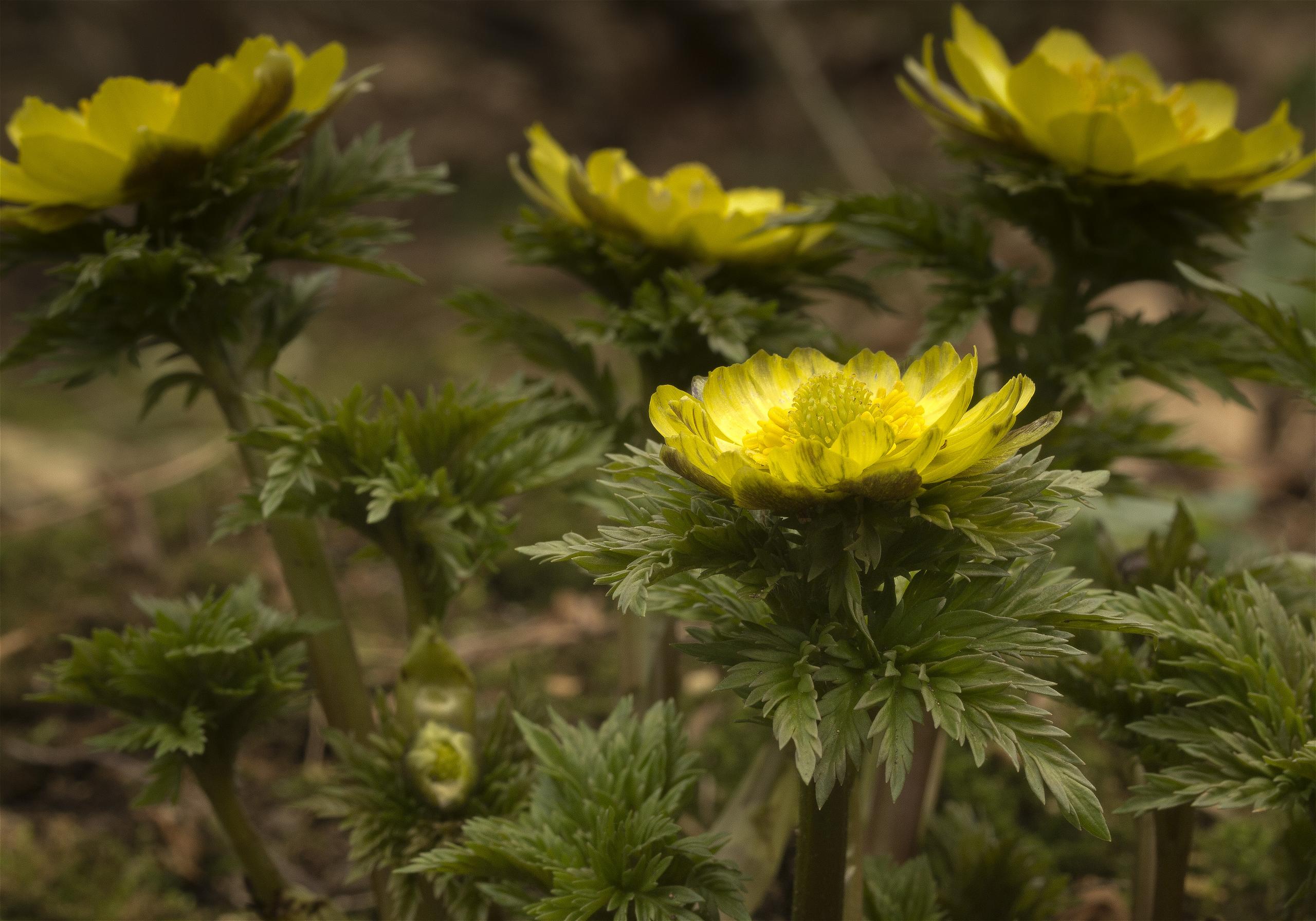 Adonis ramosa(�ե����好��)�β���