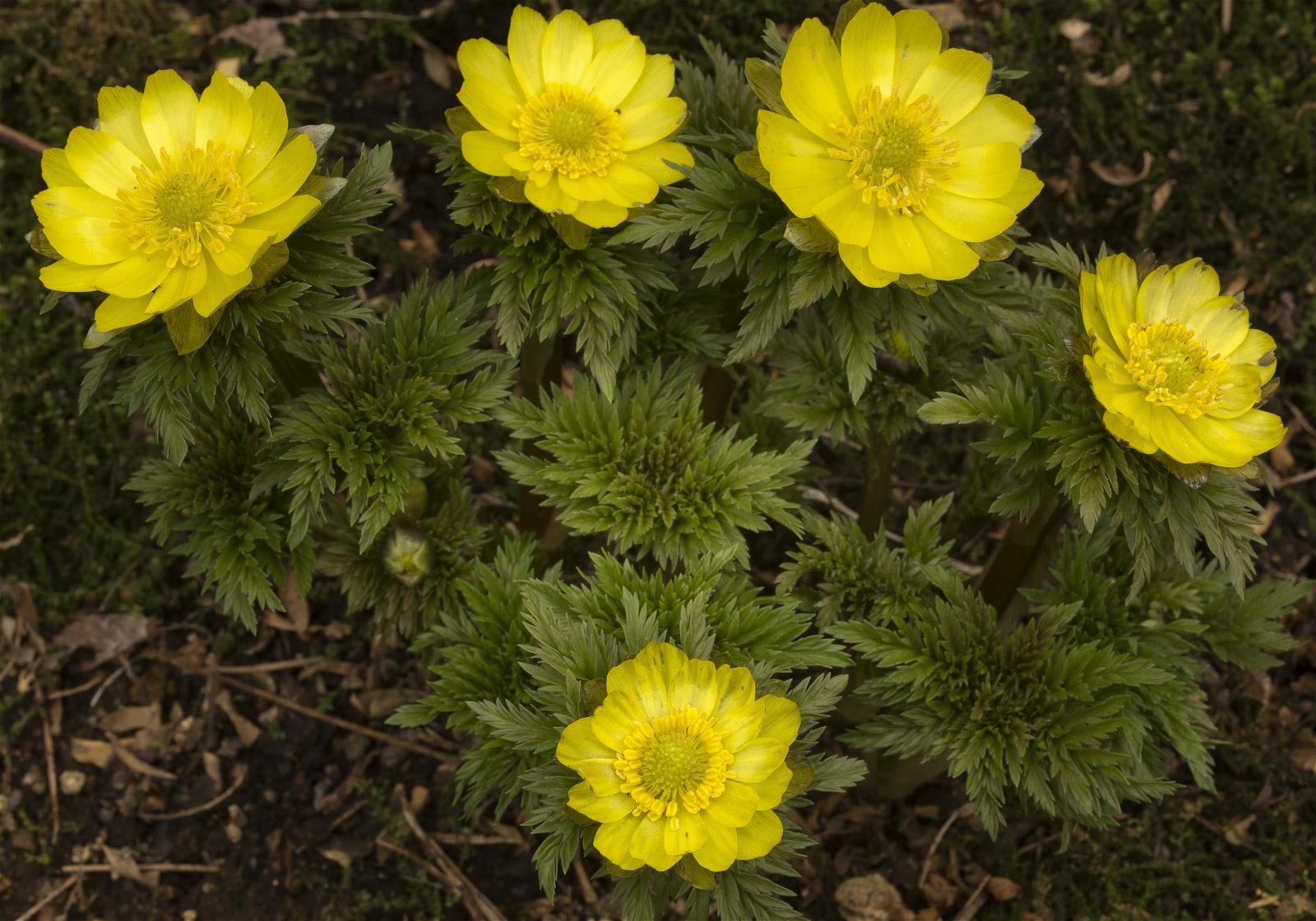 Adonis ramosa(�ե����好��)�β���