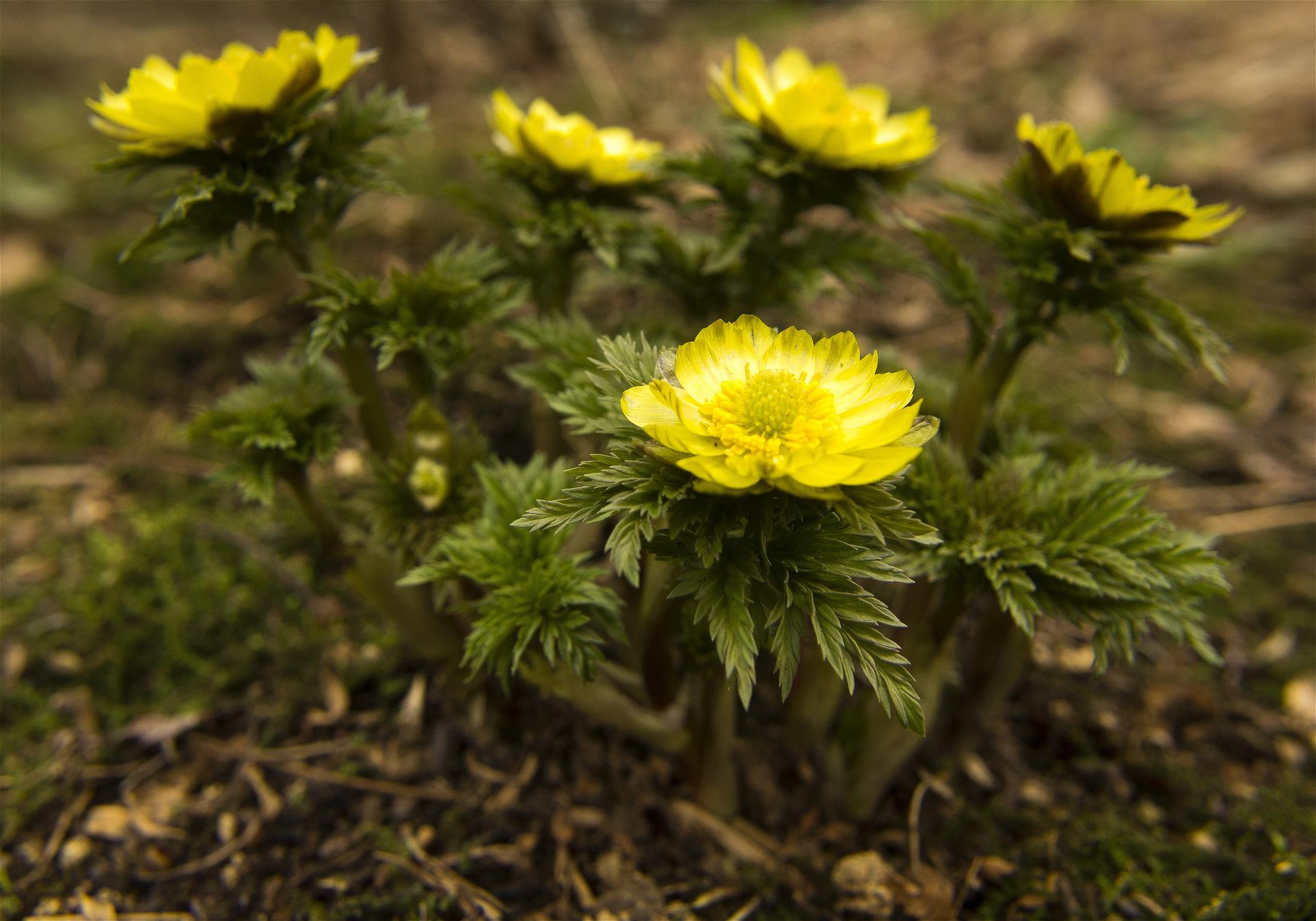 Adonis ramosa(�ե����好��)�β���