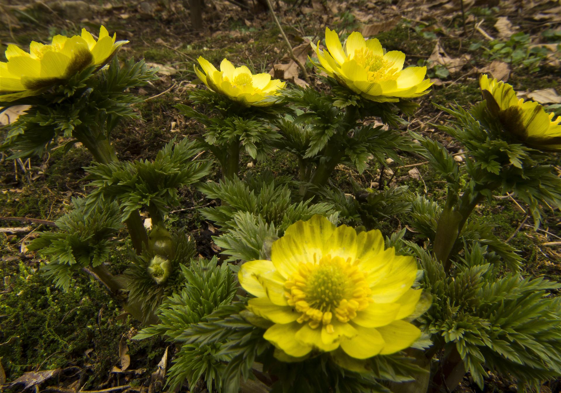 Adonis ramosa(�ե����好��)�β���