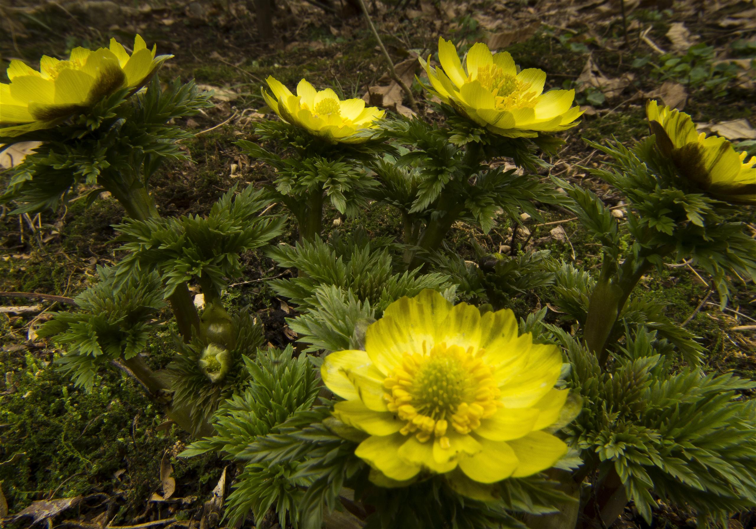 Adonis ramosa(�ե����好��)�β���