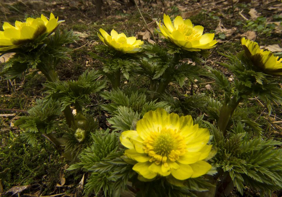 Adonis ramosa(�ե����好��)�β���