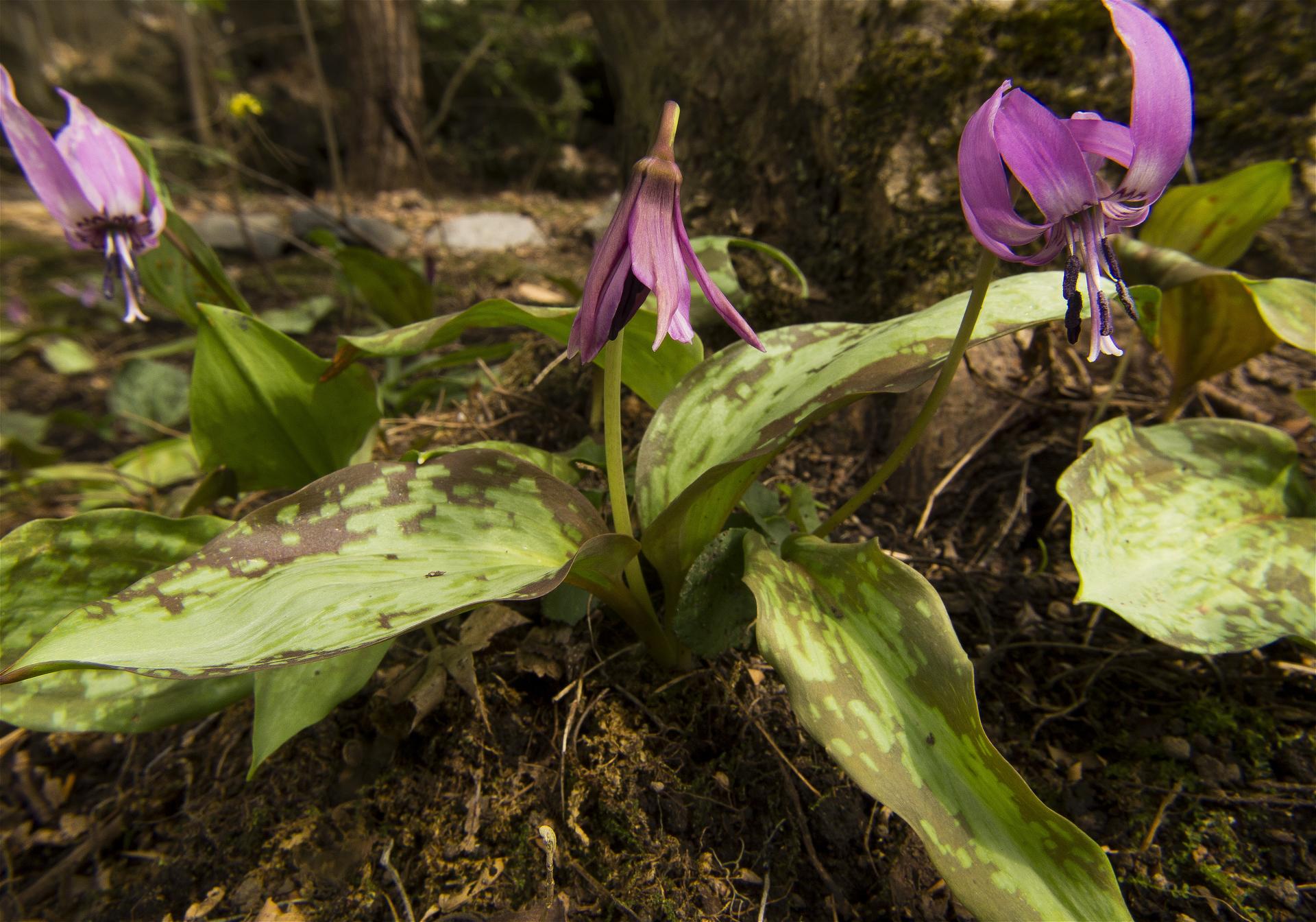 Erythronium japonicum(��������)�β���