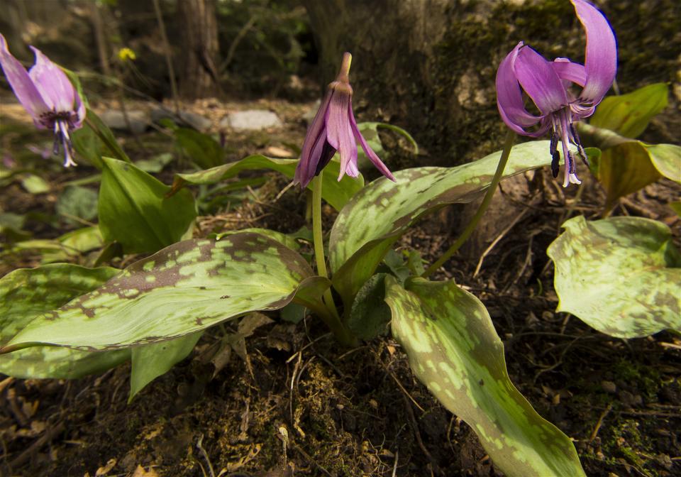 Erythronium japonicum(��������)�β���