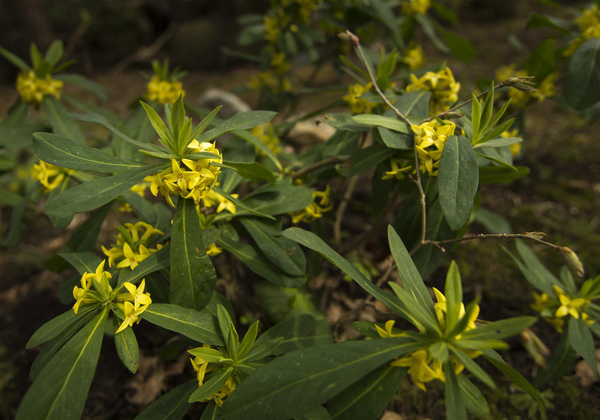 Daphne jezoensis(�ʥ˥梁)�β���