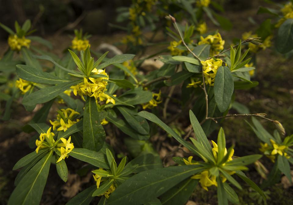 Daphne jezoensis(�ʥ˥梁)�β���