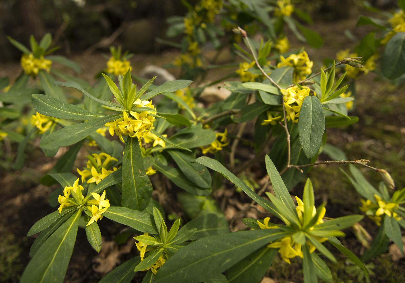 Daphne jezoensis(�ʥ˥梁)�β���