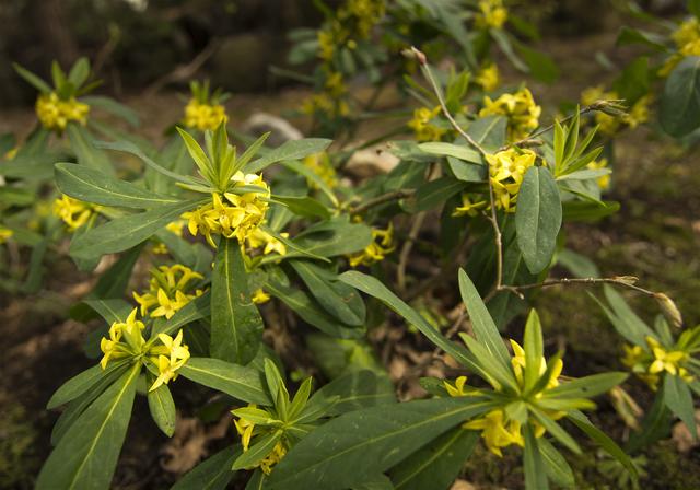 Daphne jezoensis(�ʥ˥梁)�β���