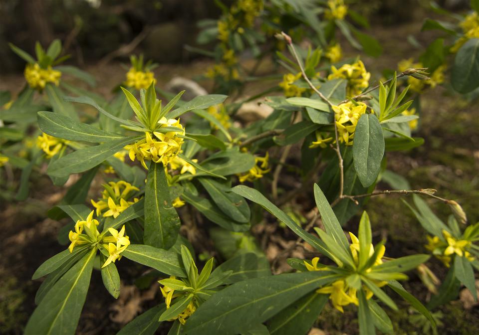 Daphne jezoensis(�ʥ˥梁)�β���