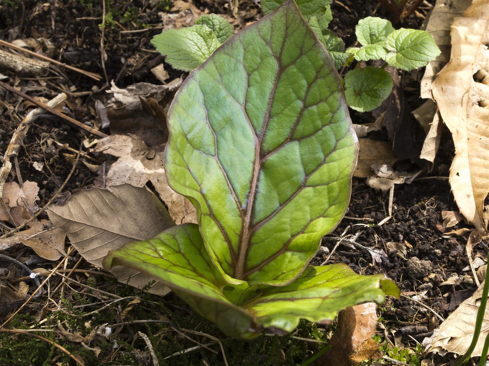 What is(���Υ��ʥ�Υ�)�β���