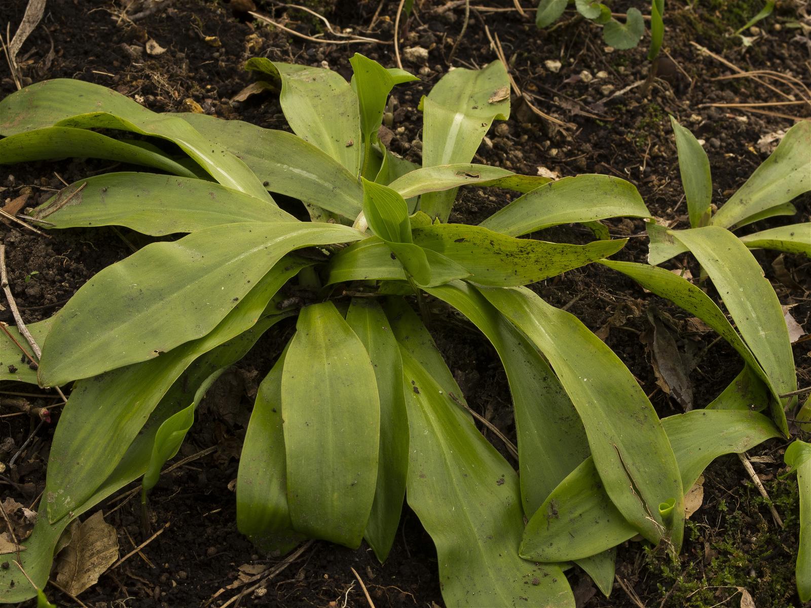 Heloniopsis orientalis(���祦���祦�Х���)�β���