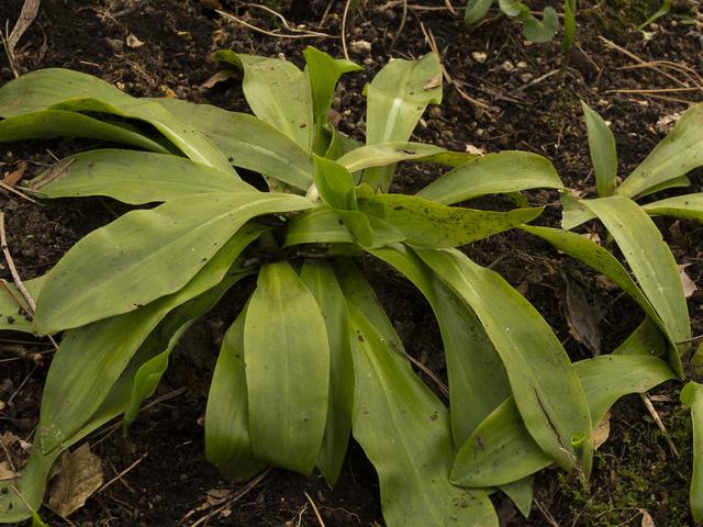 Heloniopsis orientalis(���祦���祦�Х���)�β���