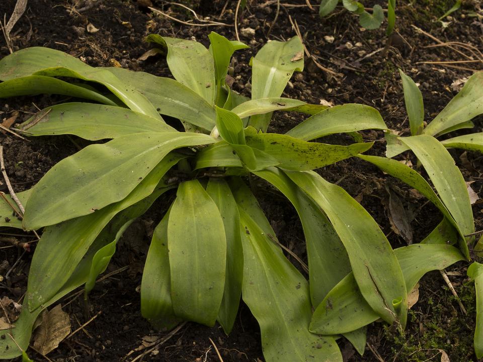 Heloniopsis orientalis(���祦���祦�Х���)�β���