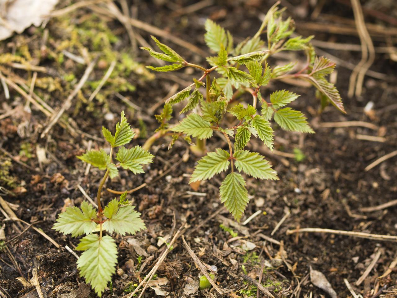 Aruncus dioicus(��ޥ֥����祦��)�β���