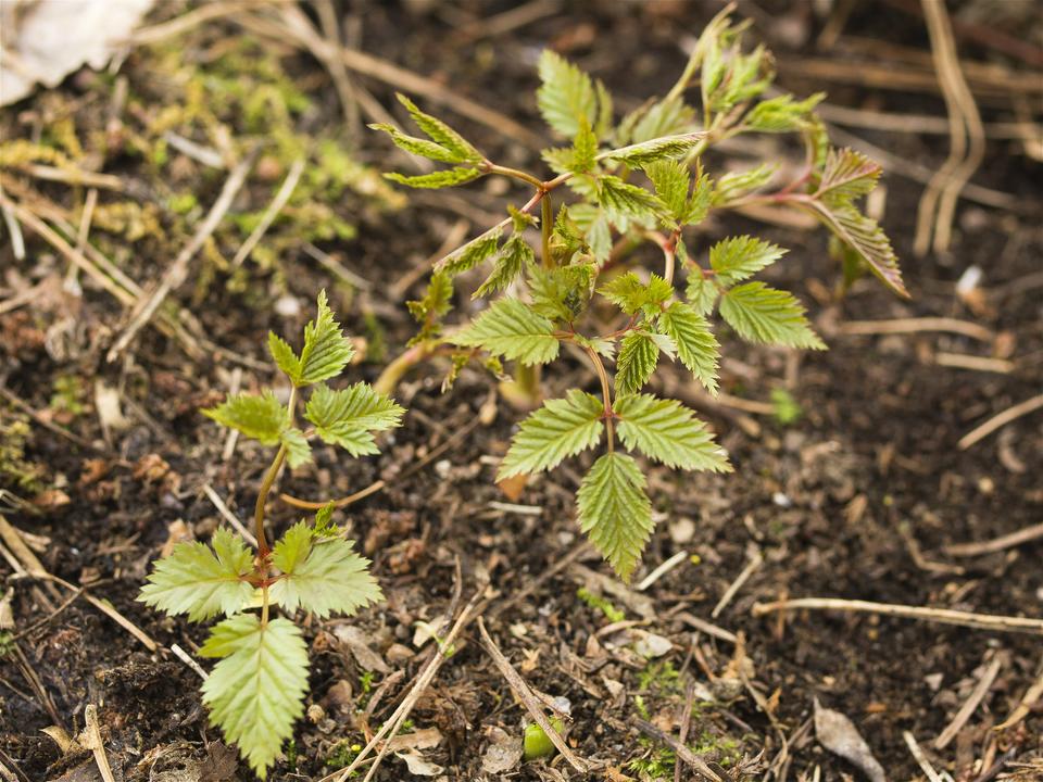 Aruncus dioicus(��ޥ֥����祦��)�β���
