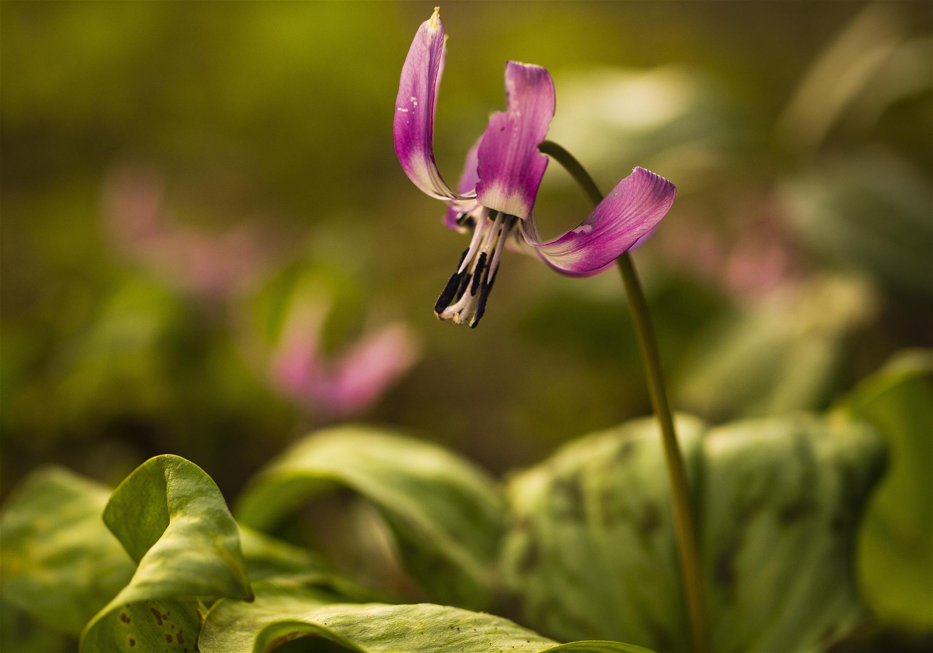 Erythronium japonicum(��������)�β���