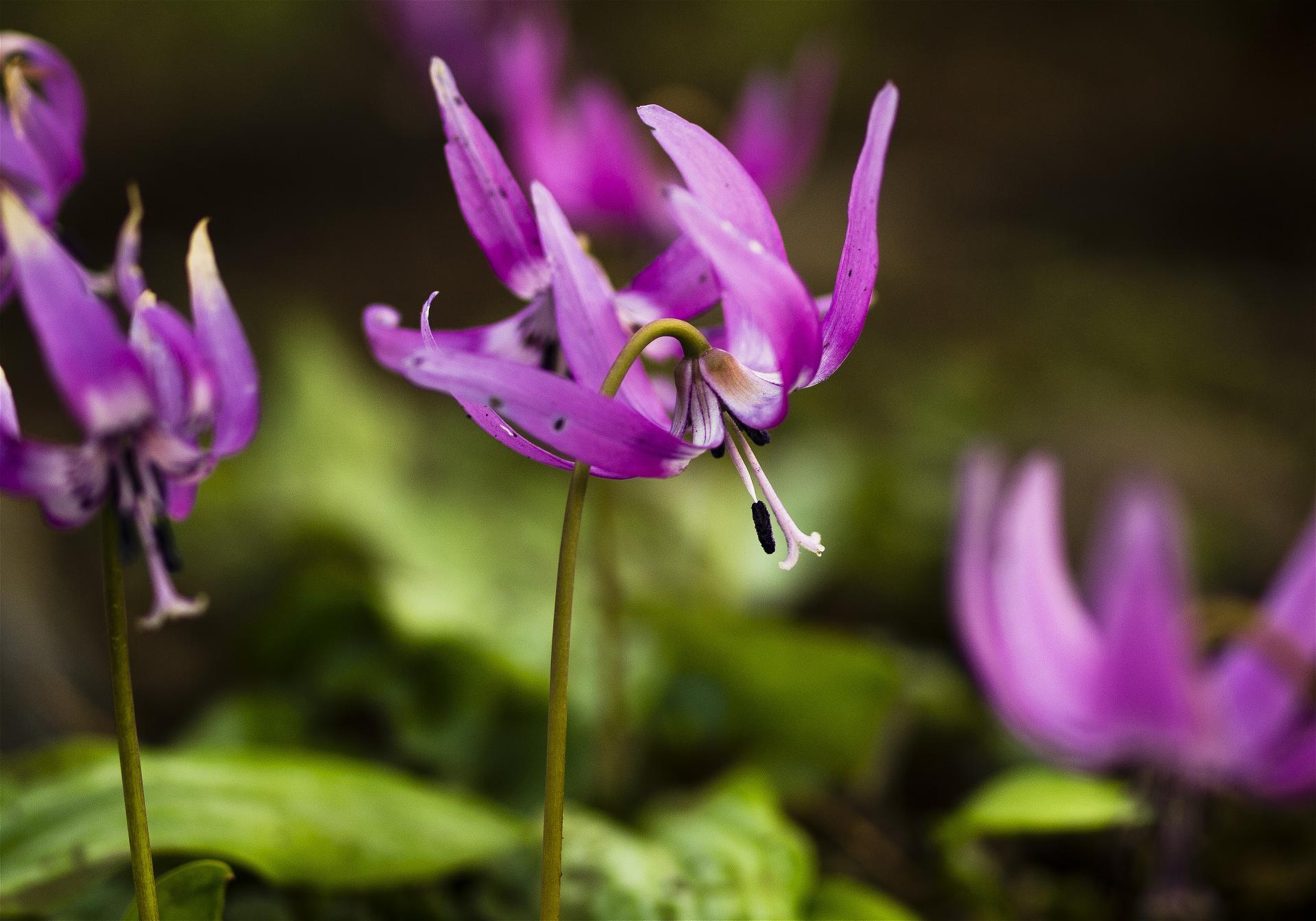 Erythronium japonicum(��������)�β���