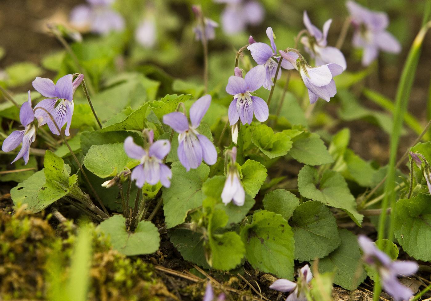 Viola grypoceras(�����ĥܥ��ߥ�)�β���