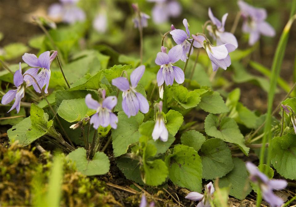 Viola grypoceras(�����ĥܥ��ߥ�)�β���