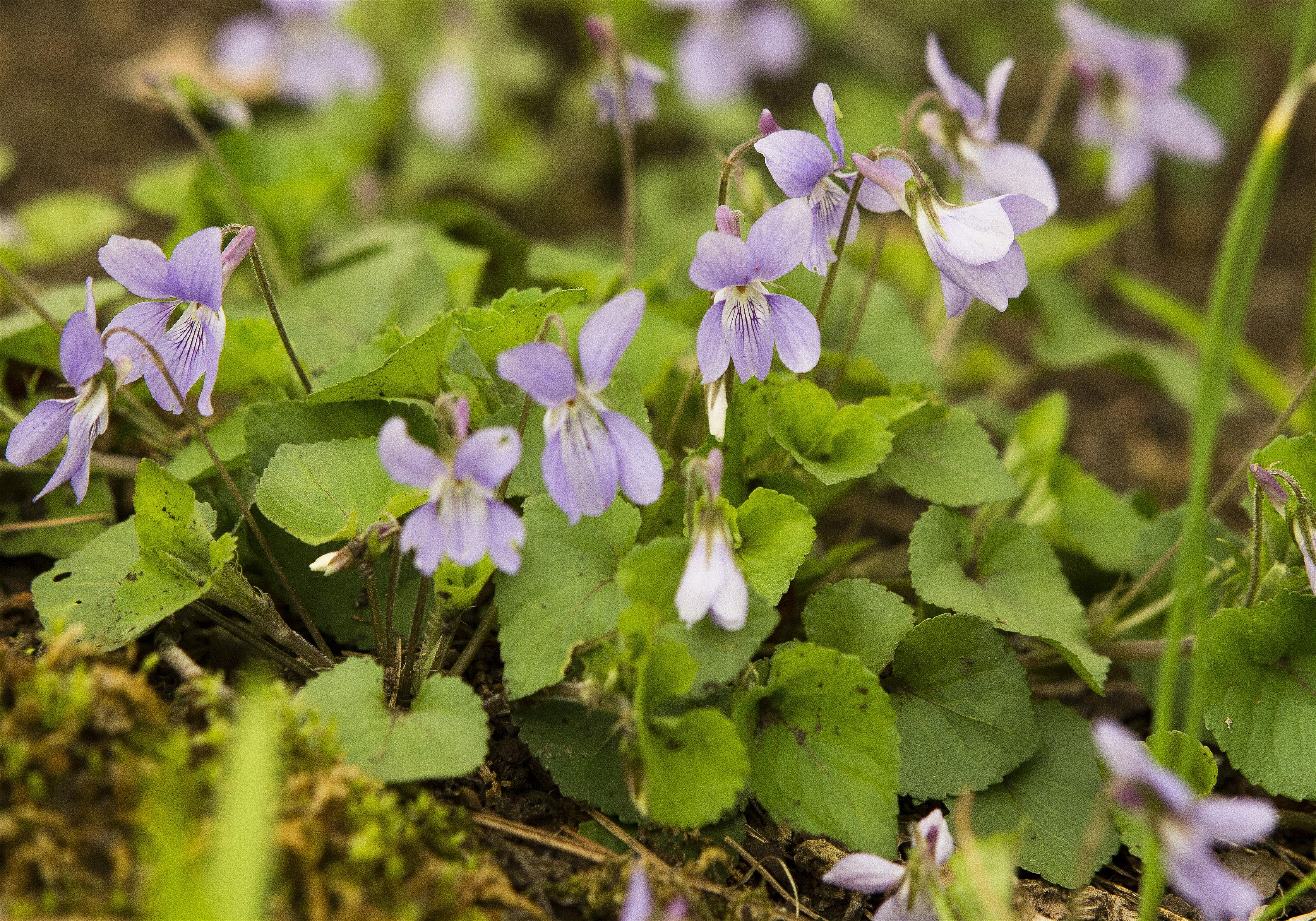 Viola grypoceras(�����ĥܥ��ߥ�)�β���