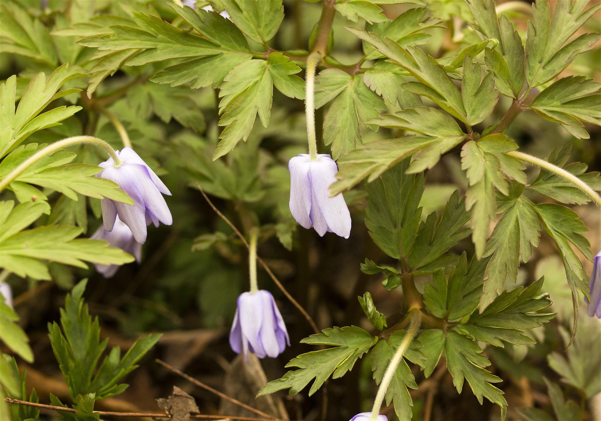 Anemone pseudoaltaica(��������������󥽥�)�β���