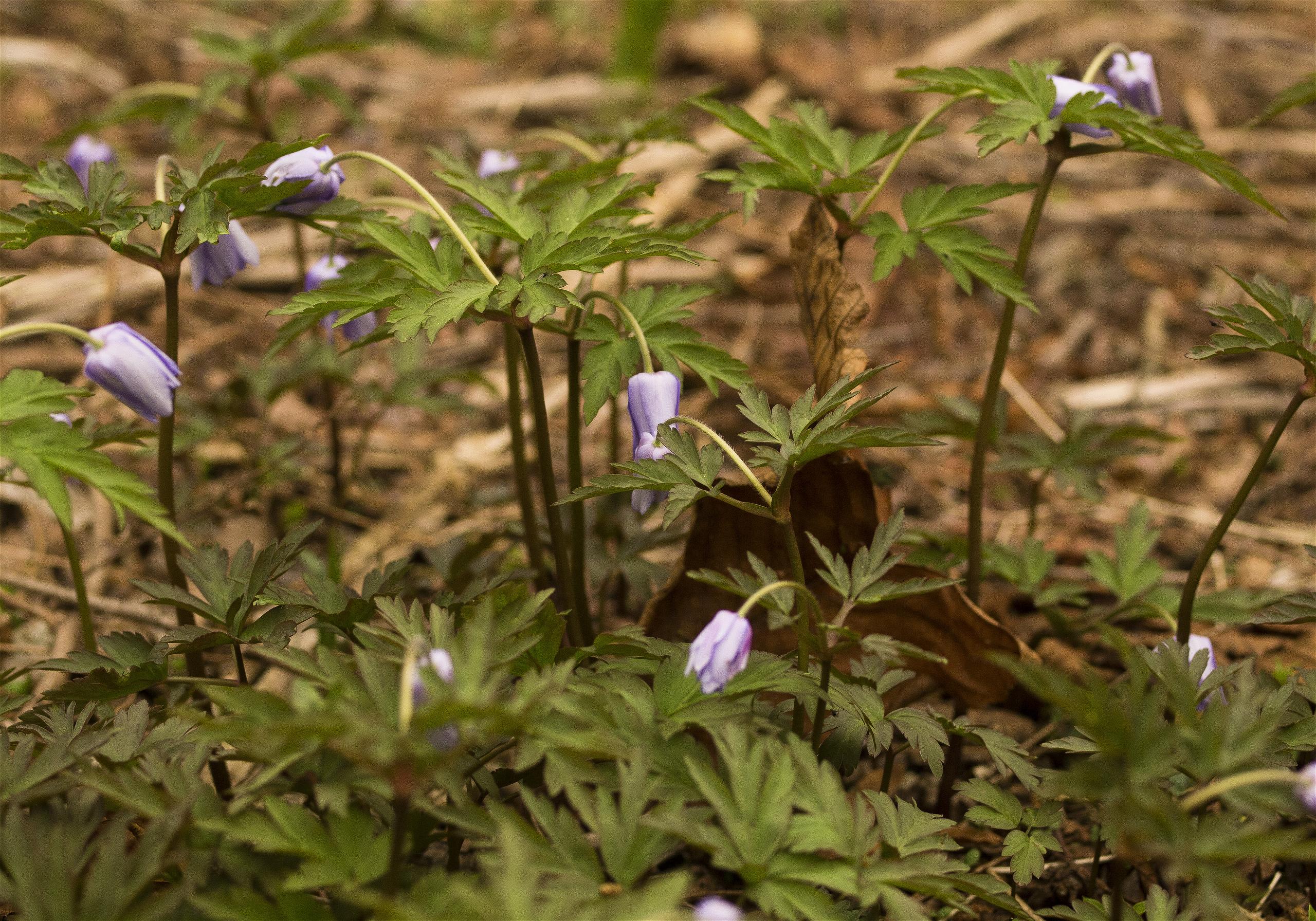 Anemone pseudoaltaica(��������������󥽥�)�β���