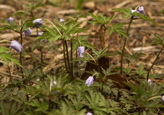 Anemone pseudoaltaica(��������������󥽥�)�β���